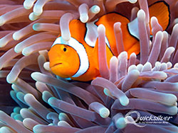 Nemo clownfish - Great barrier reef Cairns