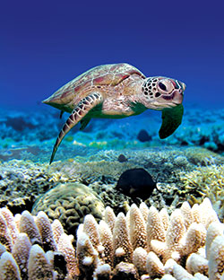 Turtle swimming in the coral reef